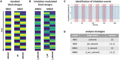 Inhalation-modulated detection of olfactory BOLD responses in the human brain